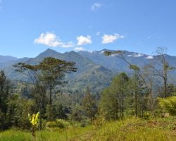 Papua New Guinea