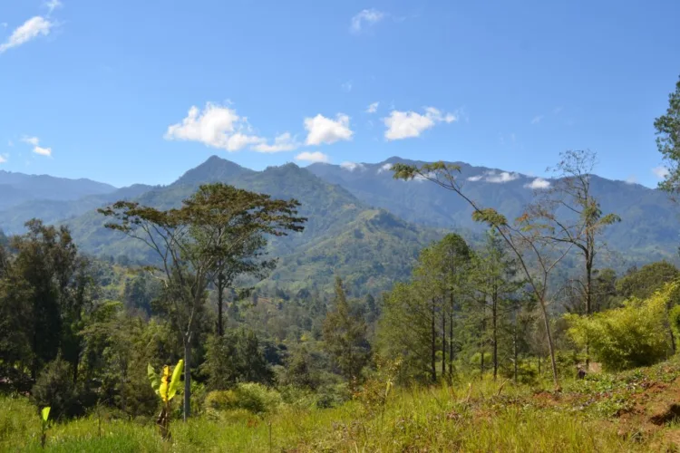 Papua New Guinea