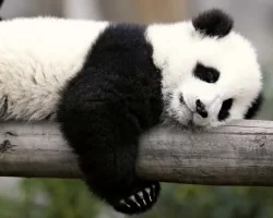 Extension of the period of stay of Pandas in Singapore by 5 years