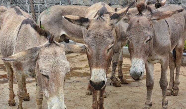 Demand from China Pushes Donkey Prices to Rs. 300,000 in Pakistan