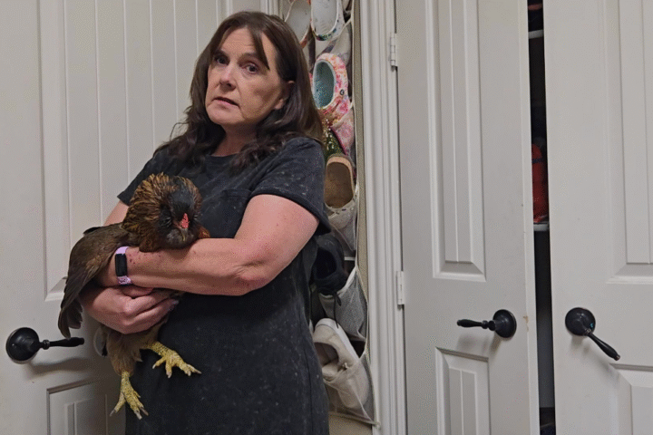 Pearl the Easter Egger: How the World’s Oldest Living Chicken Reached 14 Years and Counting