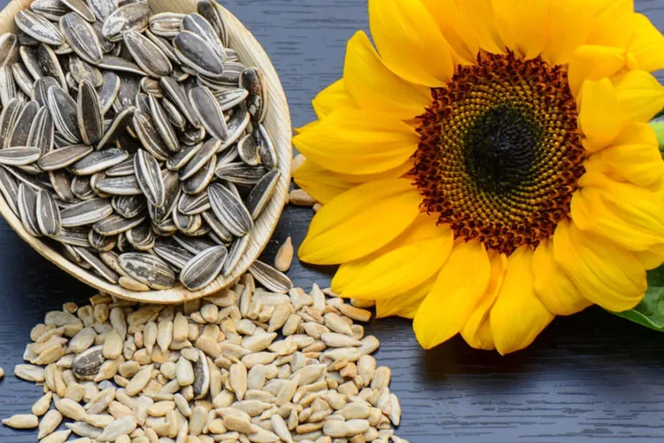 Sunflower Seeds: A Nutrient-Rich Superfood with Powerful Health Benefits