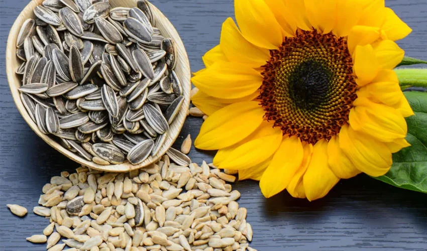 Sunflower Seeds: A Nutrient-Rich Superfood with Powerful Health Benefits
