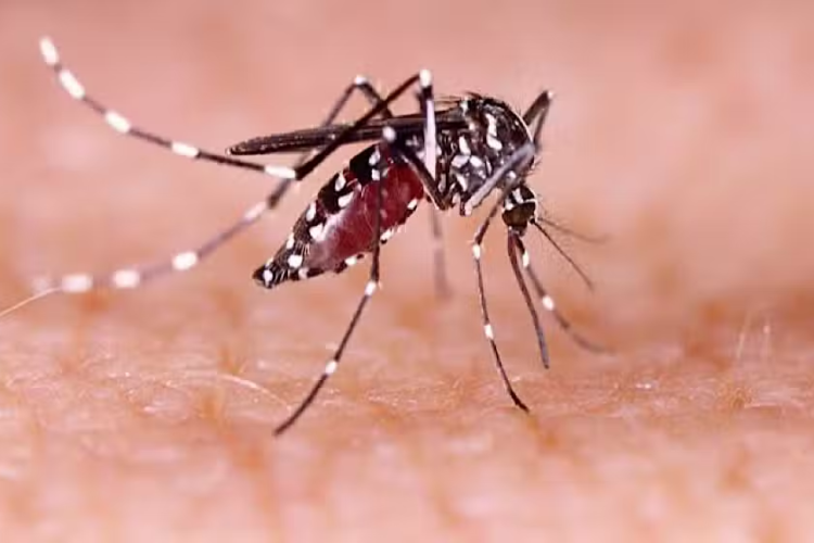 NIH Issues Dengue Alert Ahead of Monsoon Season in Pakistan