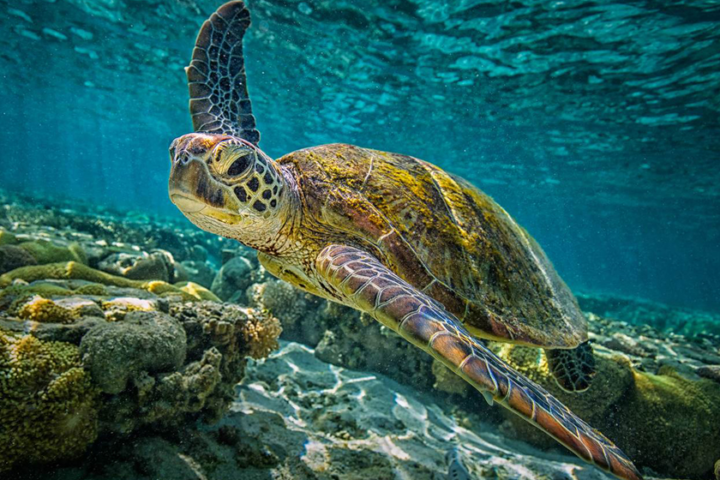 WWF Reports Rising Turtle Deaths Along Balochistan Coast, Raises Conservation Alarm