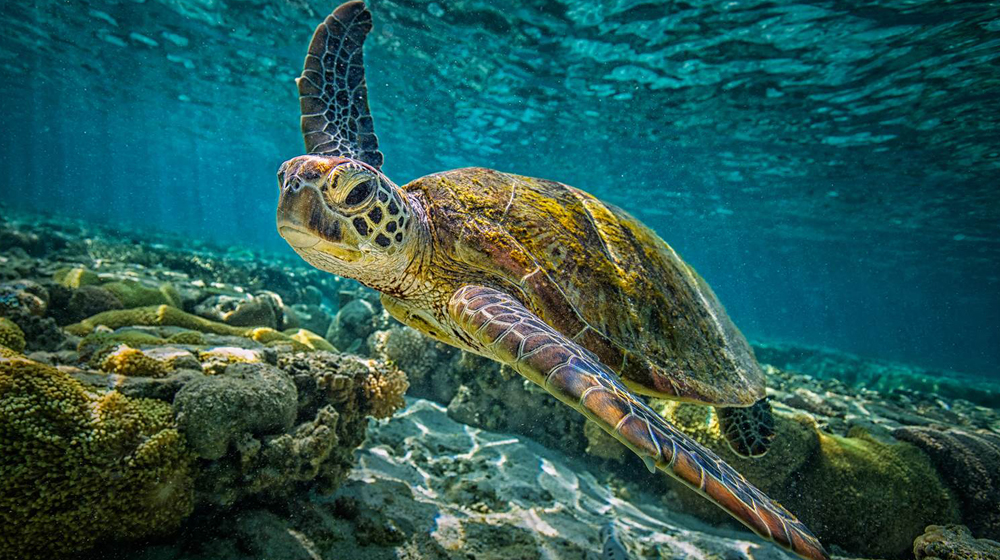 WWF Reports Rising Turtle Deaths Along Balochistan Coast, Raises Conservation Alarm