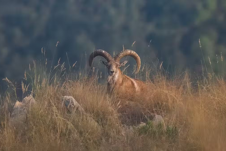 Punjab’s First Wildlife Survey Reveals Thousands of Animals and Birds