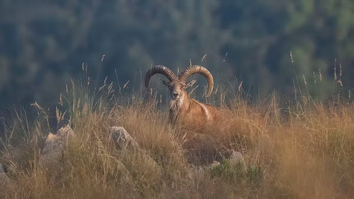 Punjab’s First Wildlife Survey Reveals Thousands of Animals and Birds