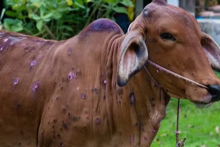 Farmers Alarmed as Lumpy Skin Disease Cases Reported in Jand Areas