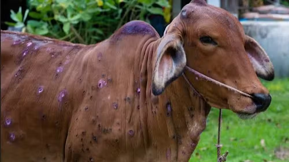 Farmers Alarmed as Lumpy Skin Disease Cases Reported in Jand Areas