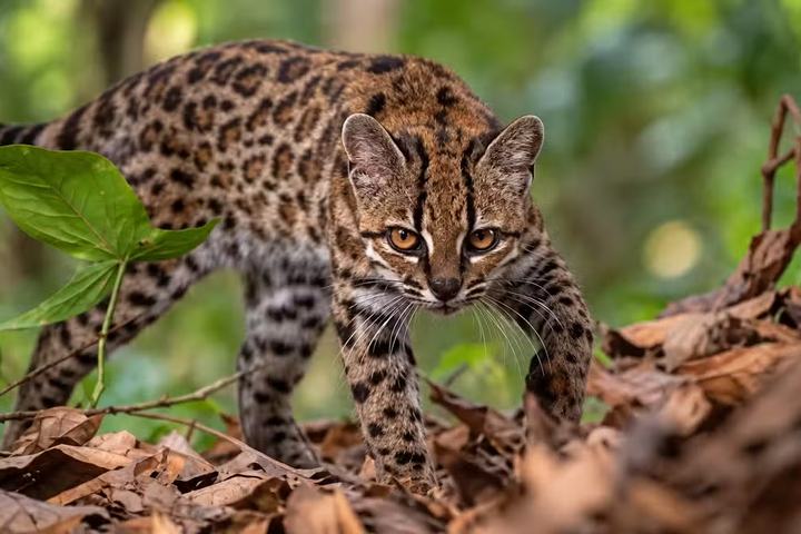 Scientists Identify New Wild Cat Species in Bolivia’s Cloud Forests After More Than 100 Years