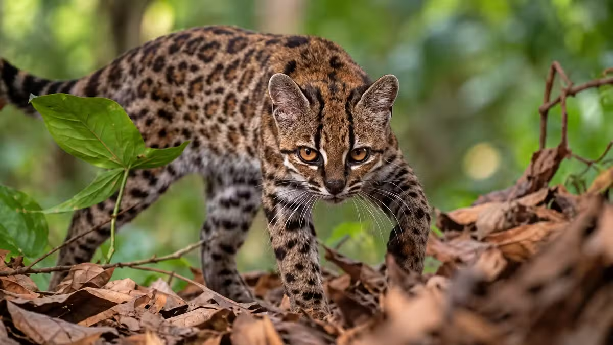 Scientists Identify New Wild Cat Species in Bolivia’s Cloud Forests After More Than 100 Years