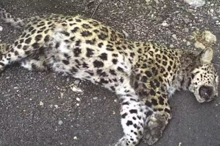 Wildlife Department Captures Leopard After Livestock Attacks in Abbottabad