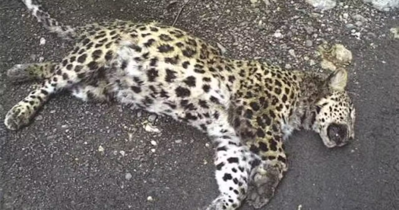 Wildlife Department Captures Leopard After Livestock Attacks in Abbottabad