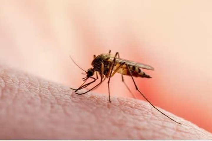 Sindh Reports More Than 117,000 Malaria Cases This Year