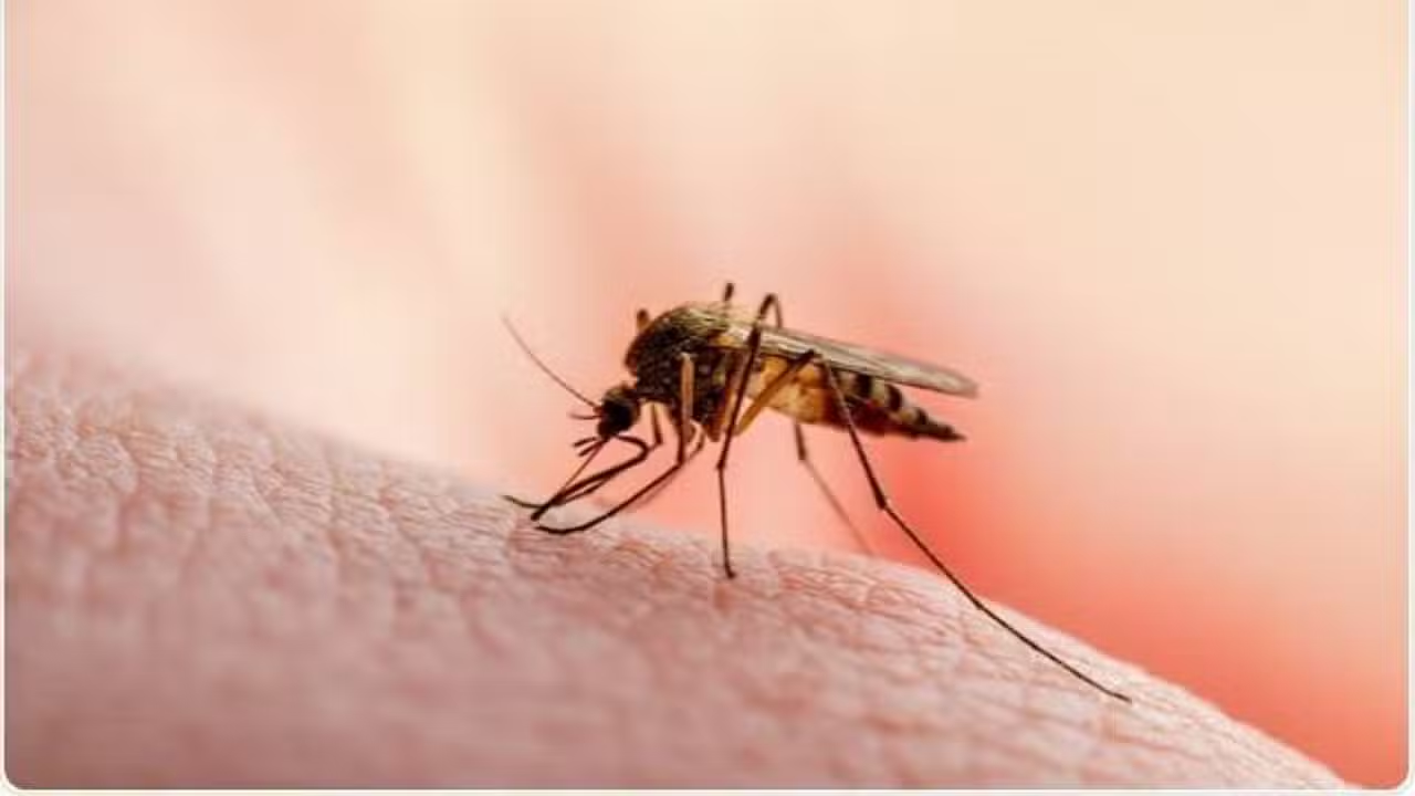 Sindh Reports More Than 117,000 Malaria Cases This Year