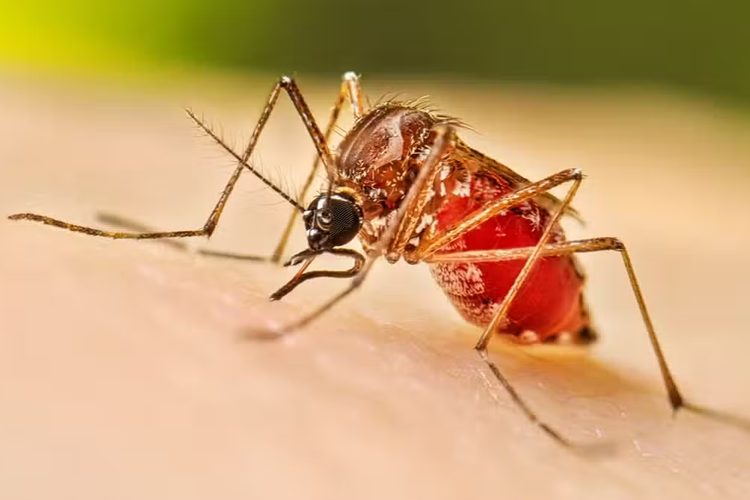 Punjab Orders FIRs Against Those Responsible for Dengue Larvae Breeding