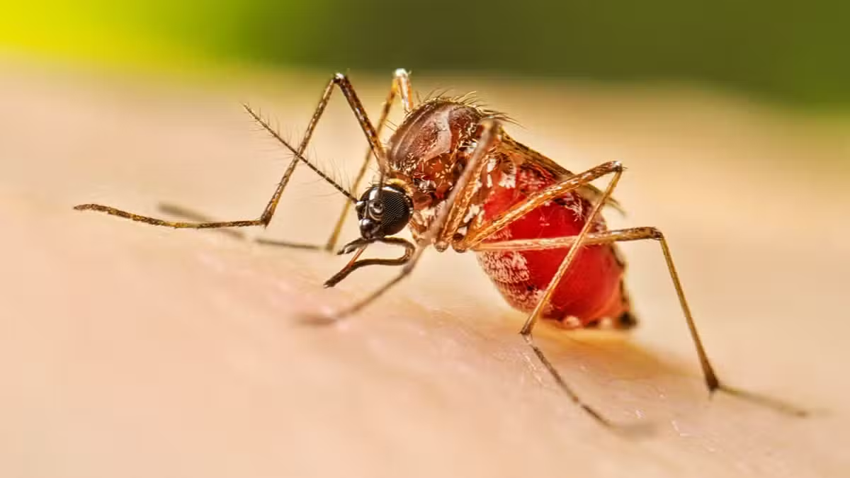 Punjab Orders FIRs Against Those Responsible for Dengue Larvae Breeding