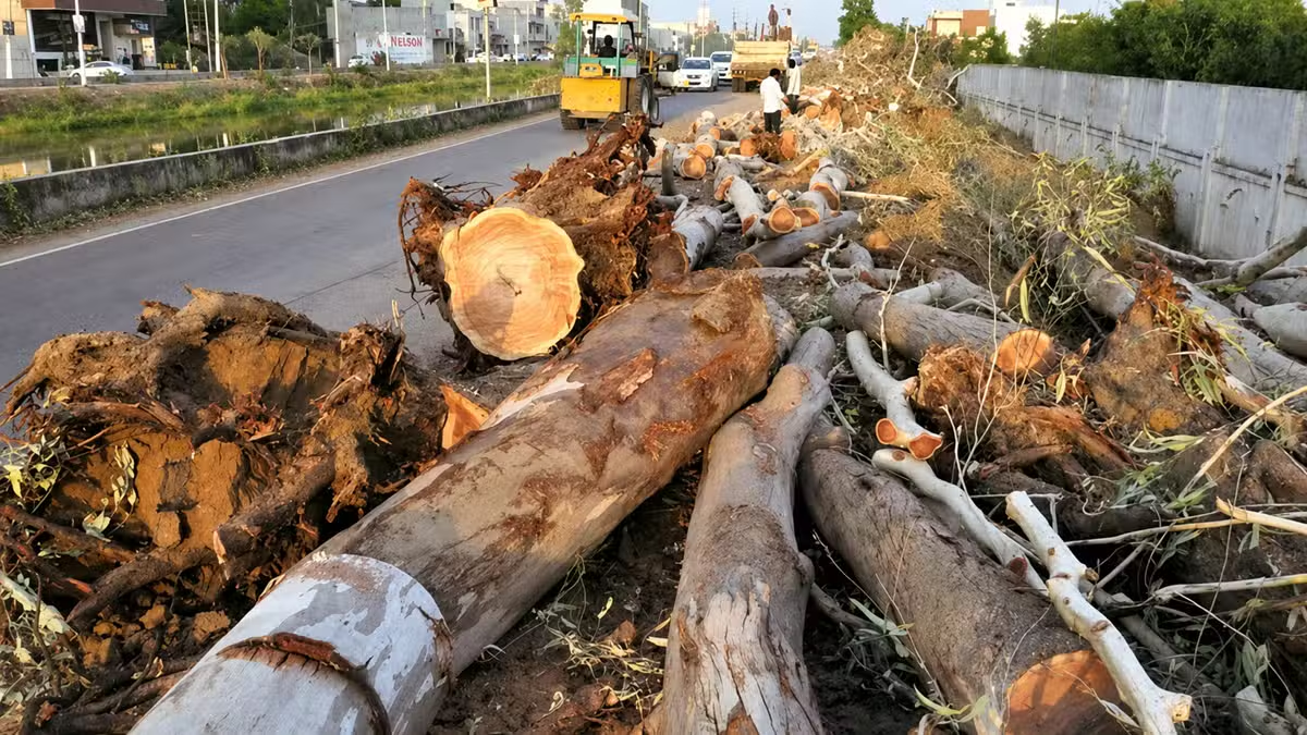 Karachi Hub River Road Expansion Raises Concerns Over Tree Cutting