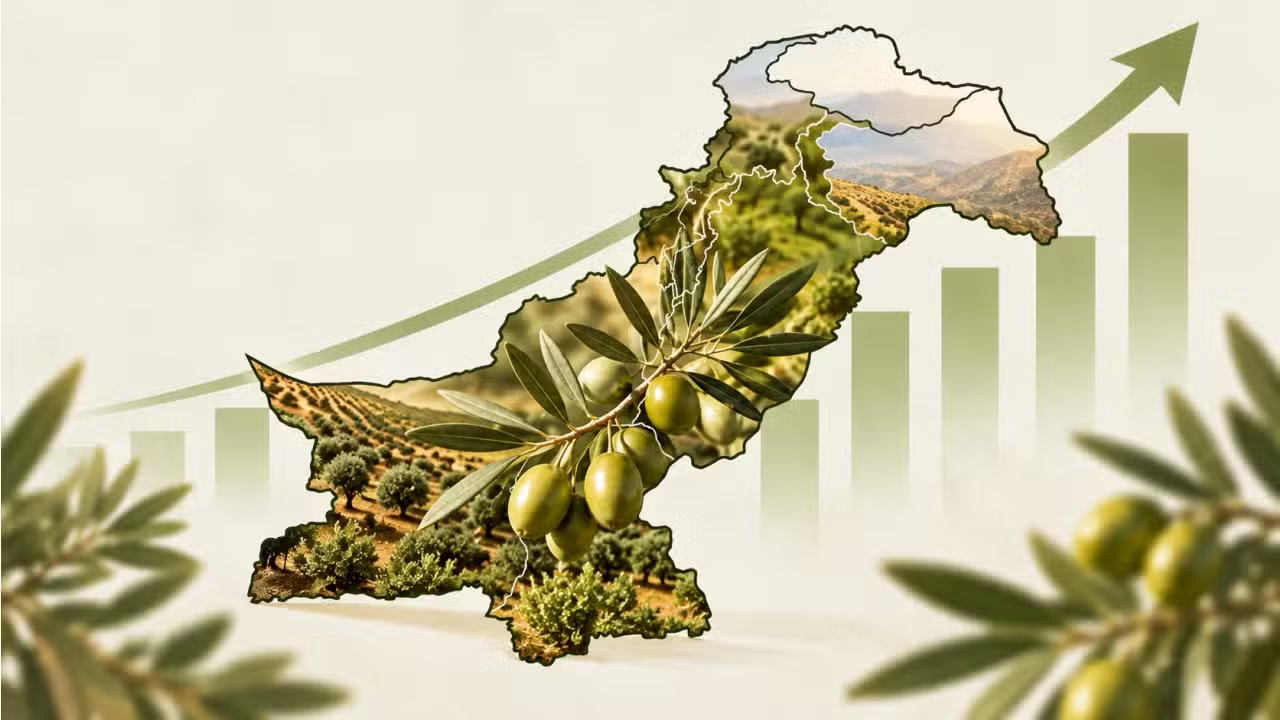 Pakistan’s Olive Oil Production Expected to Reach 716 Tons: What Comes Next?