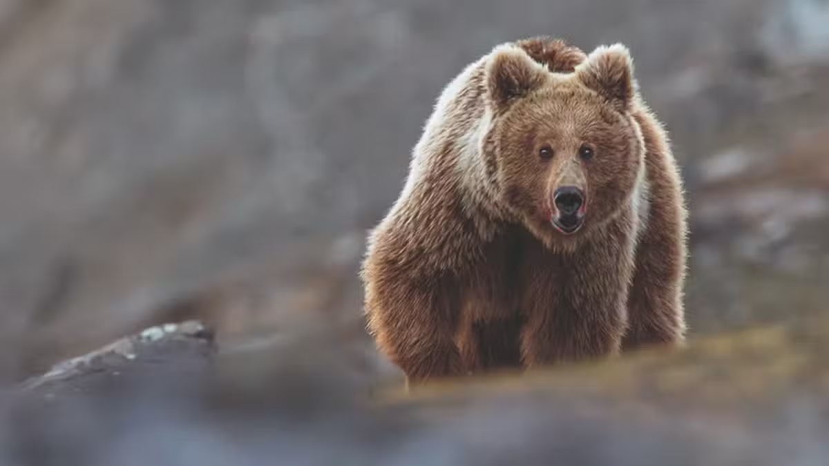 Warning Issued After Black Bear Attack Injures Man in Balakot
